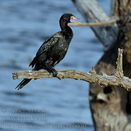 Long-tailed Cormorant Rørskarv Kaislamerimetso Cormoran africain