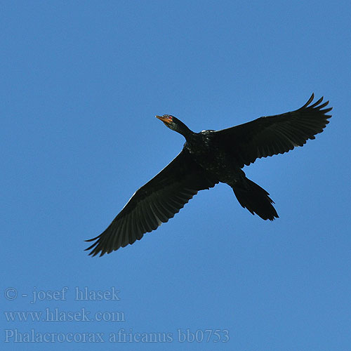 Cormoran africain Afrikaanse Dwergaalscholver Cormorano africano