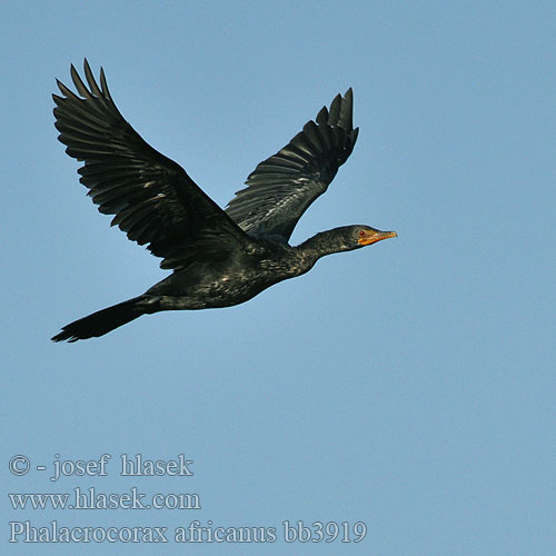 Cormorano africano Riedscharbe Gelbschnabel-Zwergscharbe Kormoran