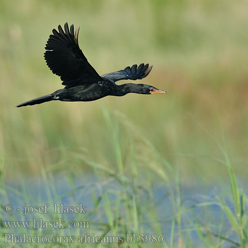 Kormoran etiopski Kormorán africký dlouhoocasý