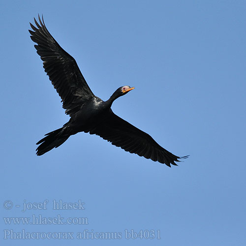 Cormorant Largo-atado Långstjärtad skarv Langhaleskarv