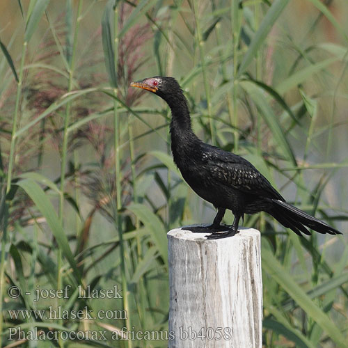 Phalacrocorax africanus bb4058