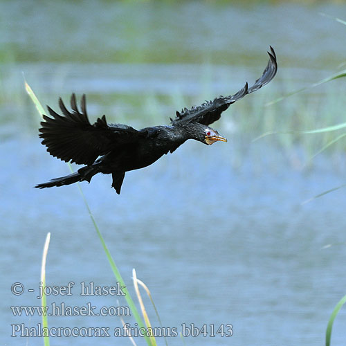 Phalacrocorax africanus bb4143