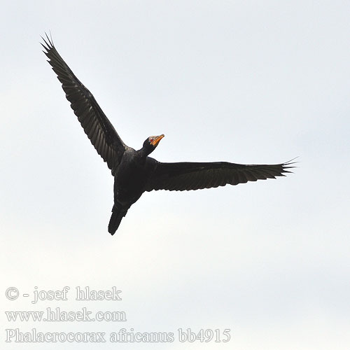 Phalacrocorax africanus bb4915