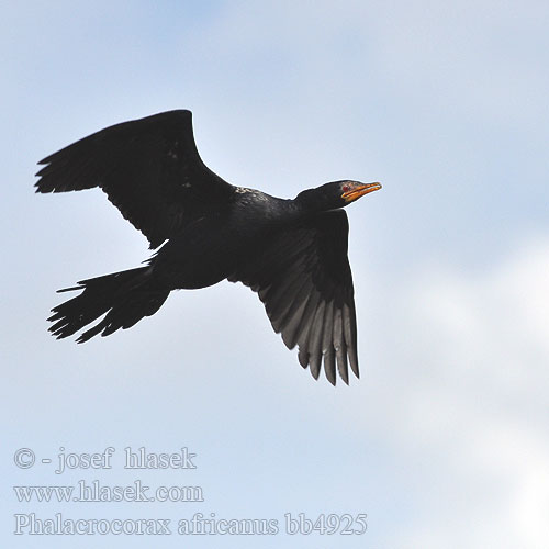 קורמורן אפריקאי Phalacrocorax africanus