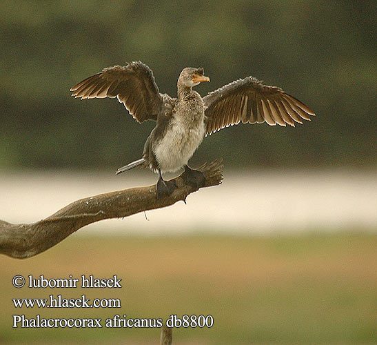 Phalacrocorax africanus Long-tailed Cormorant