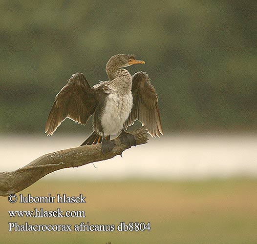 Phalacrocorax africanus Cormorano africano Riedscharbe