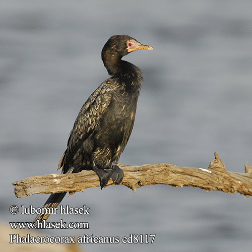 Long-tailed Cormorant Rørskarv Kaislamerimetso