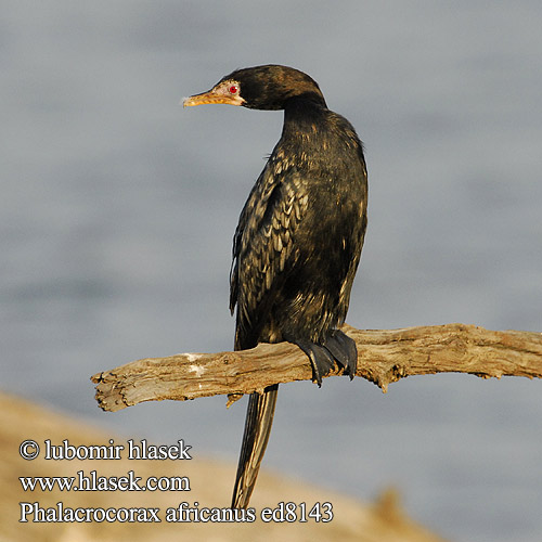 Phalacrocorax africanus ed8143