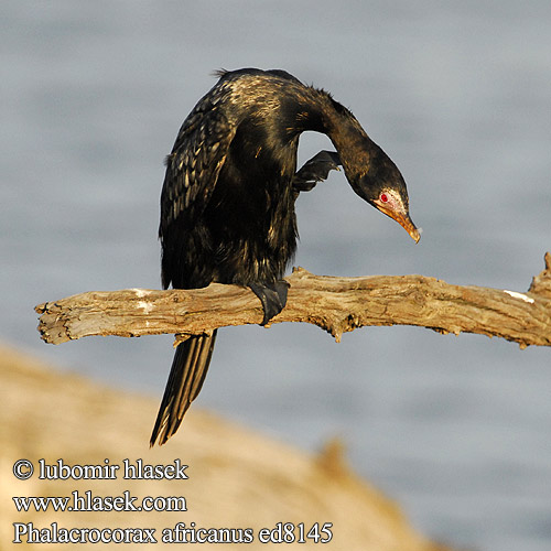 Phalacrocorax africanus ed8145