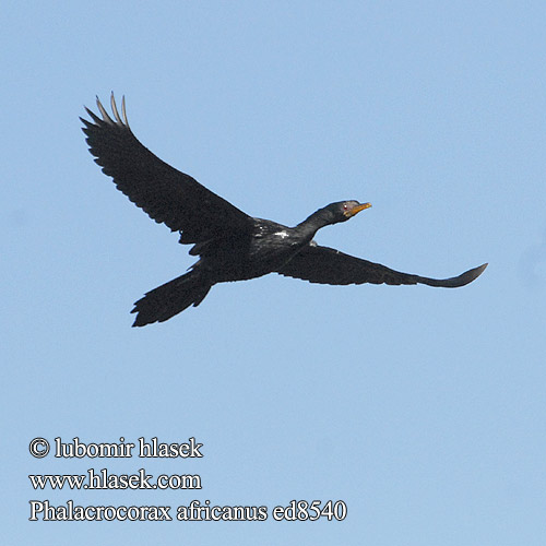 Phalacrocorax africanus ed8540