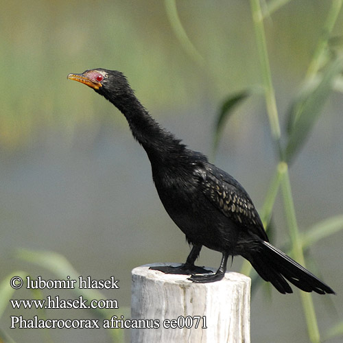 Kormorán africký dlouhoocasý Cormorant Largo-atado