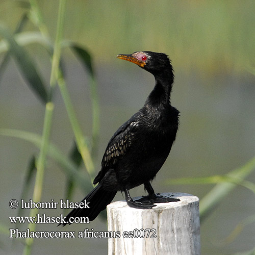 Phalacrocorax africanus ee0072