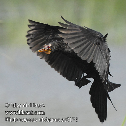 Phalacrocorax africanus ee0174