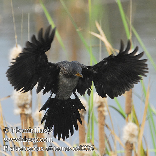 Phalacrocorax africanus ee0236