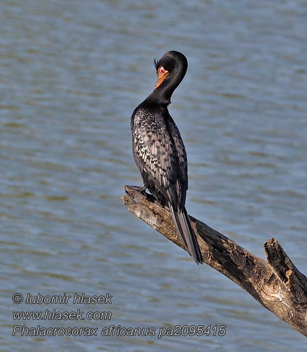 Phalacrocorax africanus