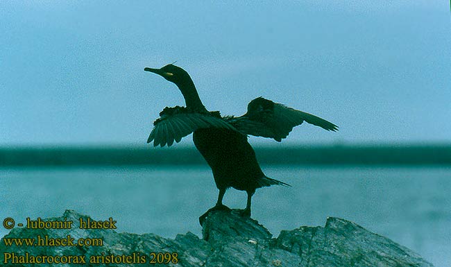 Phalacrocorax aristotelis Shag Krähenscharbe Cormoran huppé Cormorán Monudo kormorán chocholatý Topskarv Kuifaalscholver Kormoran czubaty Marangone dal ciuffo Karimetso Toppskarv Toppskarv tepeli karabatak kormorán chochlatý