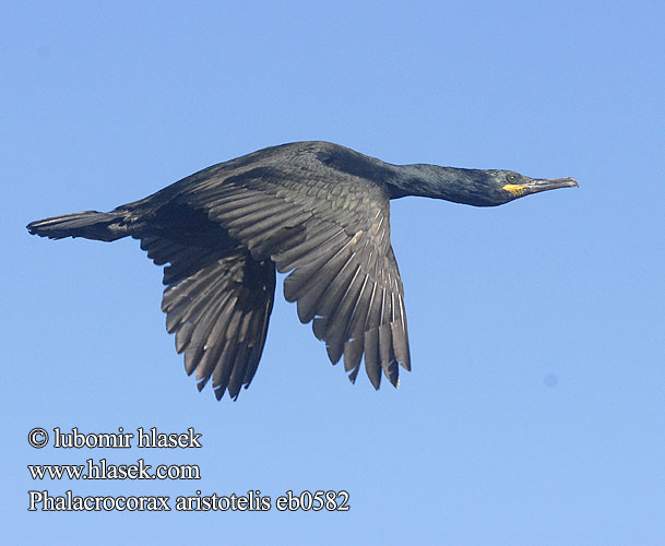 Phalacrocorax aristotelis Shag Krähenscharbe Cormoran huppé Cormorán Moñudo kormorán chocholatý