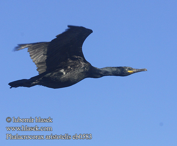 Phalacrocorax aristotelis eb0583