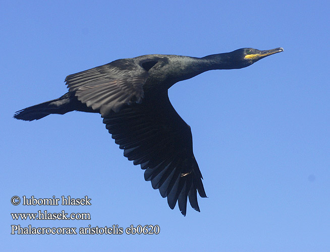 Phalacrocorax aristotelis eb0620