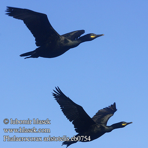 Phalacrocorax aristotelis Баклан хохлатый ヨアロッパヒメウ Θαλασσοκόρακας Corvo-marinho-de-crista Довгоносий Чубатий баклан Tepeli Karabatak קו Shag Krähenscharbe Cormoran huppé Cormorán Moñudo kormorán chocholatý Topskarv Kuifaalscholver Karimetso