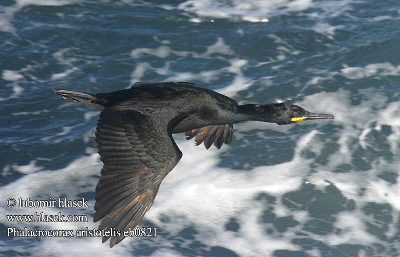 Phalacrocorax aristotelis eb0821