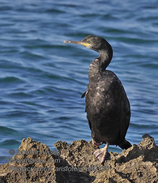 Kormorán chocholatý Topskarv Kuifaalscholver Phalacrocorax aristotelis