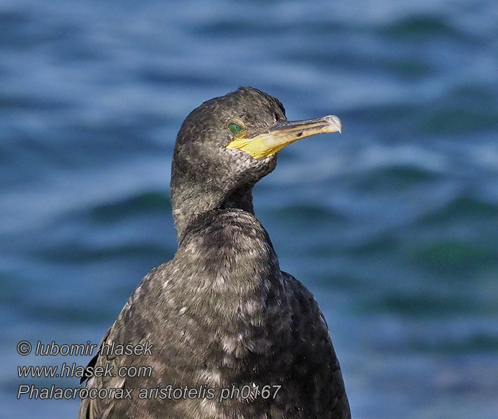 Karimetso Marangone ciuffo Toppskarv Toppskarv Phalacrocorax aristotelis