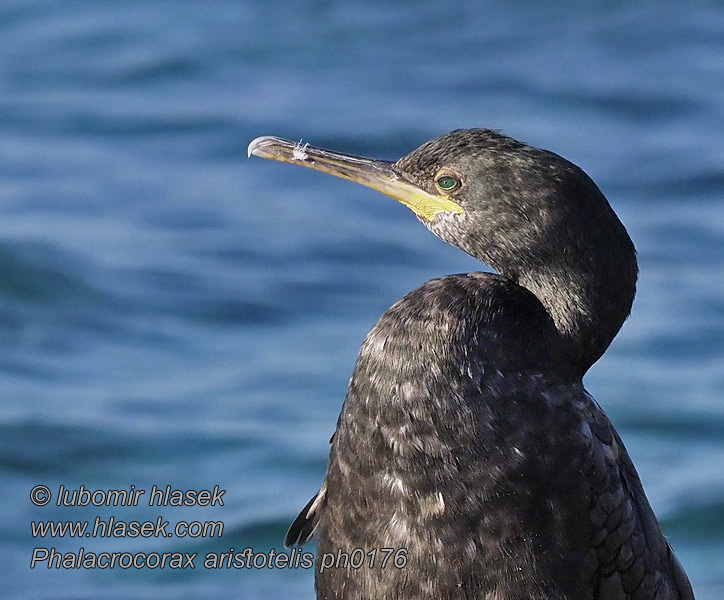 Shag Krähenscharbe Cormoran huppé Cormorán Moñudo Phalacrocorax aristotelis