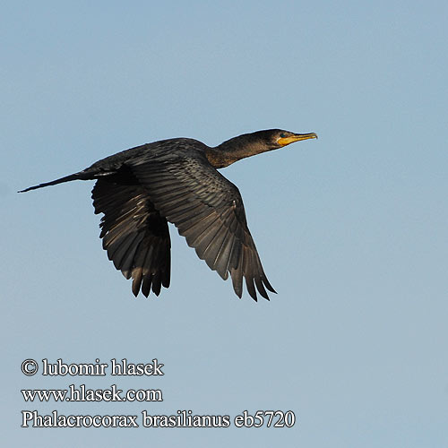 Phalacrocorax brasilianus eb5720