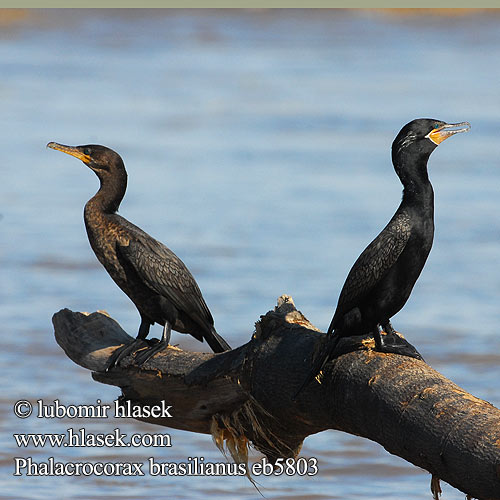 Phalacrocorax brasilianus eb5803