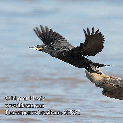 Phalacrocorax brasilianus eb5832