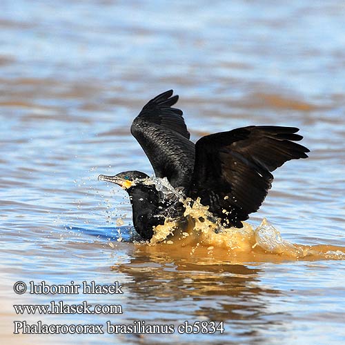 Phalacrocorax brasilianus eb5834