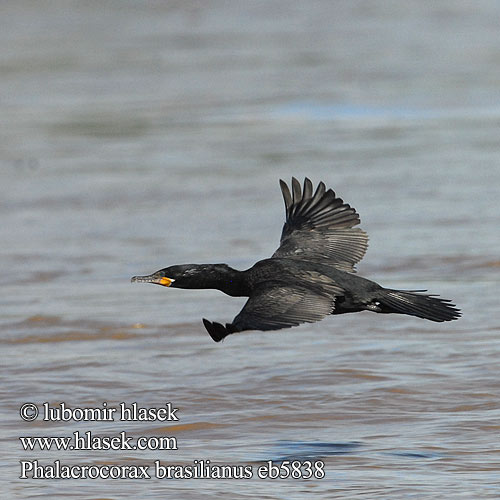 Phalacrocorax brasilianus eb5838