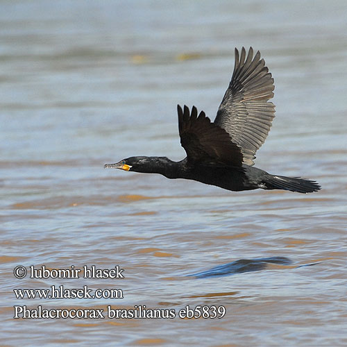 Phalacrocorax brasilianus eb5839