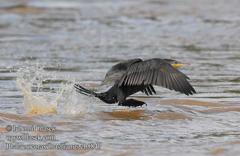 Kormorán olivový Amazonskarv Phalacrocorax brasilianus olivaceus Kormorán neotropický subtropický Olivenskarv Olivenscharbe Bigua Cormorant Brazilian Mexican Neotropic Neotropical Olivaceous Cormorán Biguá Neotropical Oliváceo Corúa Viguá Común Süsikormoran Süsikarbas Oliivimerimetso Cormoran néotropical olivâtre vigua Cormorano neotropicale olivaceo ナンベイヒメウ Bigua Aalscholver Bigua-aalscholver Flodskarv Kormoran oliwkowy Biguá Biguá-preto Зелёный баклан