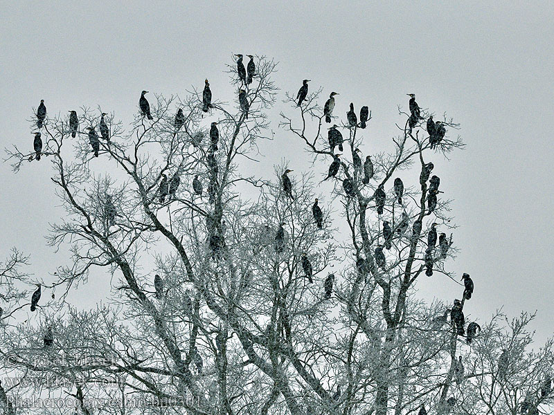 Phalacrocorax cabro bn0301