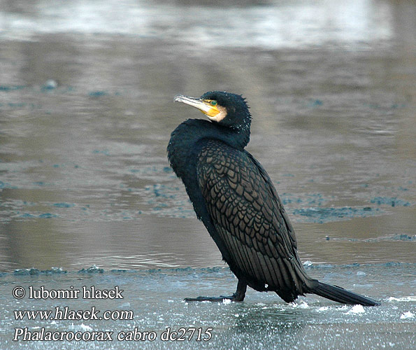 Phalacrocorax carbo Cormorant Kormoran Grand Cormoran Cormorán Grande kormorán velký Skarv Aalscholver Merimetso Cormorano Storskarv Storskarv 普通鸬鹚 Баклан большой カワウ الغاق الكبير 민물가마우지 Κορμοράνος Corvo-marinho-de-faces-brancas Великий баклан Witborsduiker Karabatak קורמורן גדול