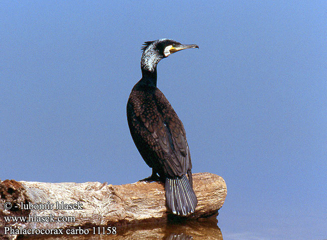 Phalacrocorax carbo 11158