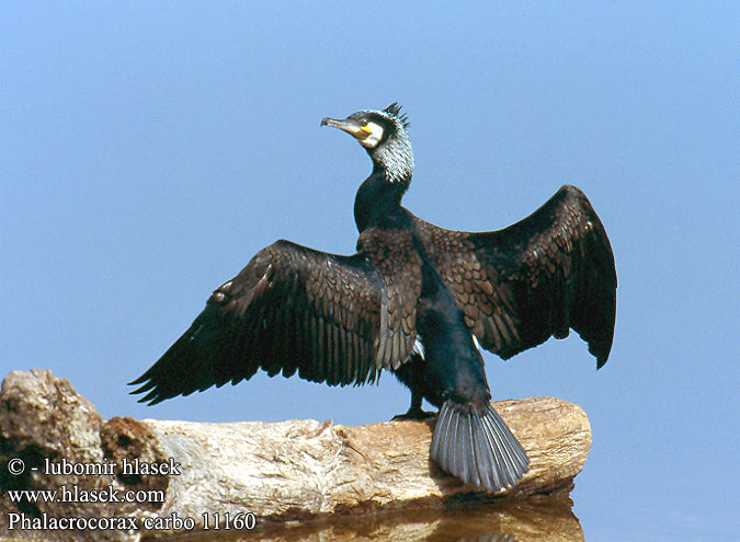 Cormorano Storskarv Storskarv 普通鸬鹚 Баклан