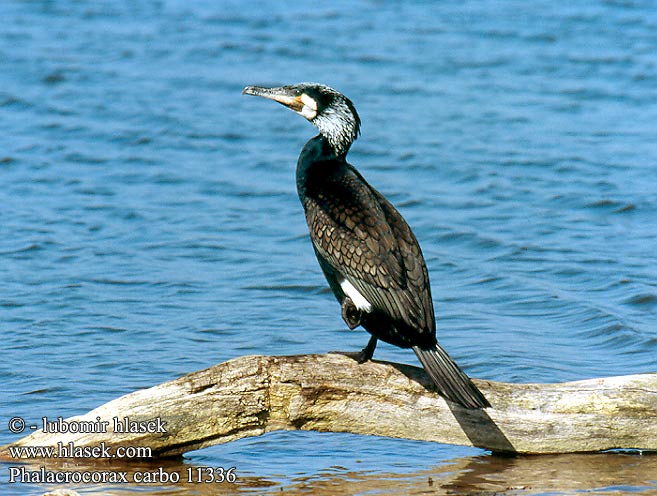 Phalacrocorax carbo 11336