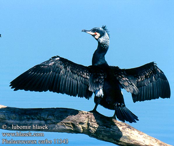 Phalacrocorax carbo 11343