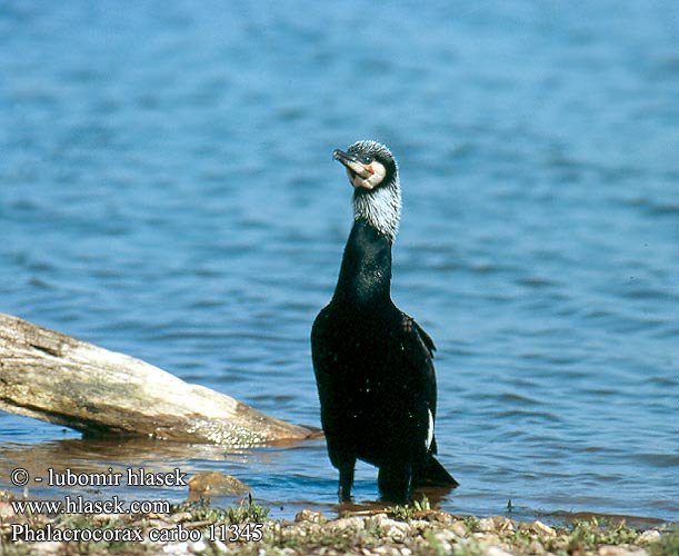 Karabatak קורמורן גדול Phalacrocorax carbo