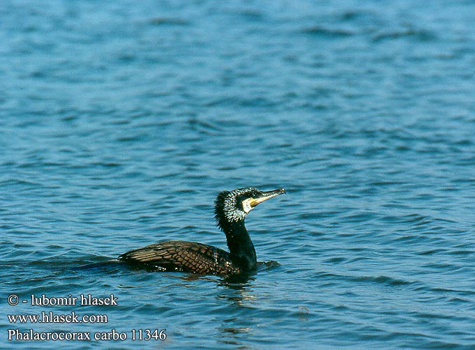 Kormoran Grand Cormoran Cormorán Grande Kormorán velký