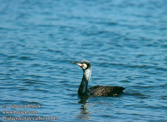 Kormorán velký Skarv Aalscholver Merimetso Cormorano Storskarv