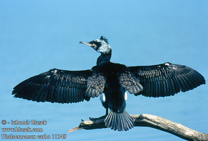 Phalacrocorax carbo Kárókatona Storskarv karabatak