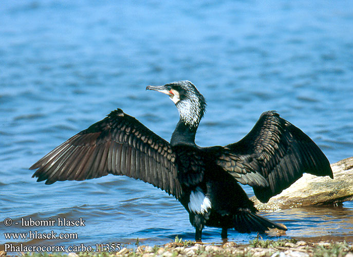 Phalacrocorax carbo karabatak kormorán veľký