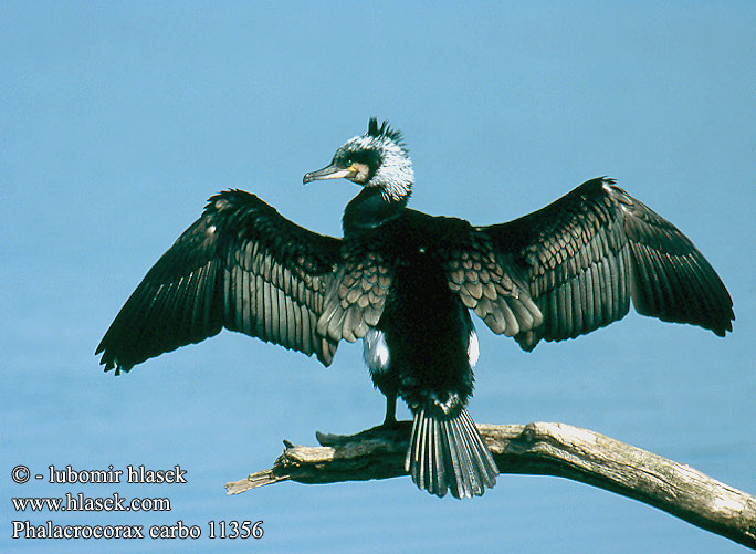 Phalacrocorax carbo Kormorán veľký