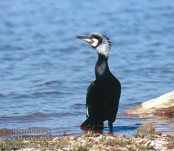 Phalacrocorax carbo Corvo-marinho-de-faces-brancas Jüraskrauklis Kormoran