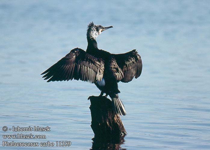 Phalacrocorax carbo Jüraskrauklis Kormoran